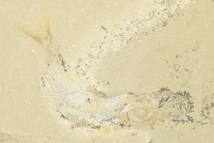 Cretaceous Fossil Fish (Scombroclupea?) - Lebanon #258867